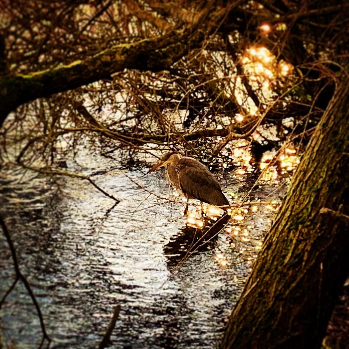 Waiting for a Fish